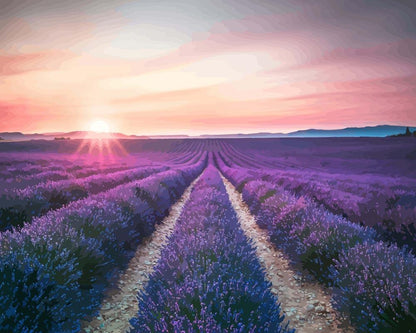 Lavender Flower Field | Paint by Numbers
