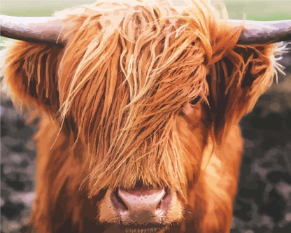Scottish Highland Cattle | Måla efter Nummer
