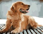 Pet Paint by numbers Custom paint by number.jpeg